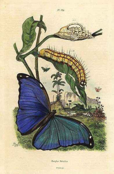 Menelaus blue morpho butterfly, Morpho menelaus