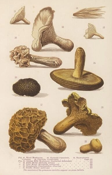 Mushrooms Walsh 31-39