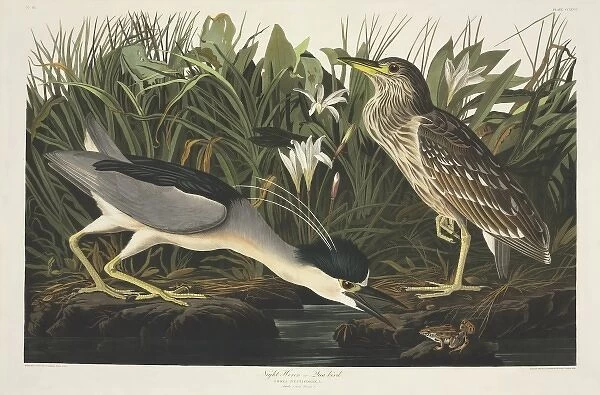 Nycticorax nycticorax, black-crowned night heron
