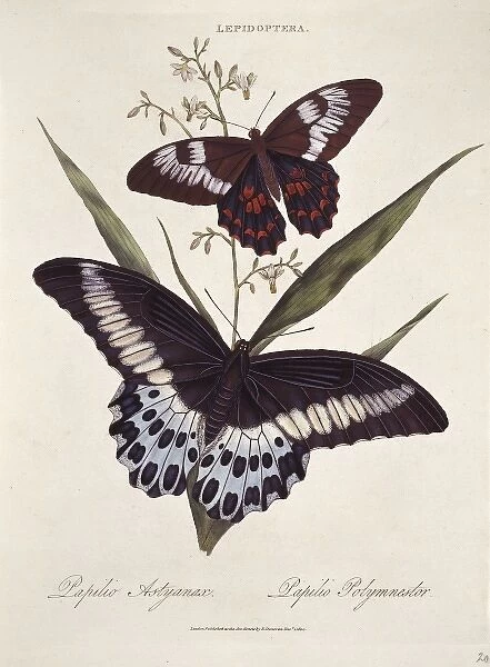 Papilio polytes & Papilio polymnester