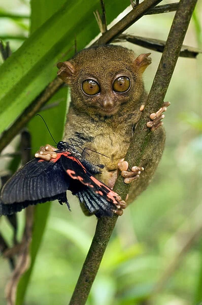 Philippine Tarsier with a butterfly