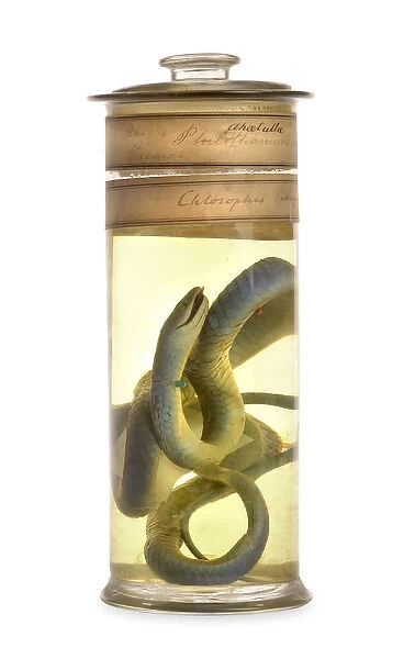 Philothamnus irregularis, western green snake