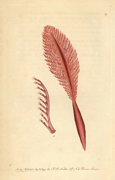 Phosphoric pennatula or sea-pen, Pennatula phosphorea
