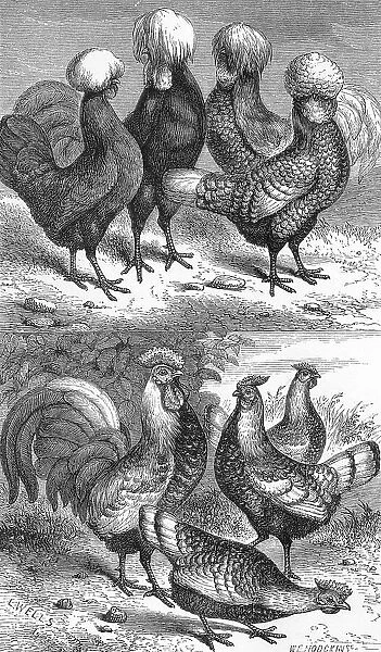 Poland fowls and speckled Hamburg hens