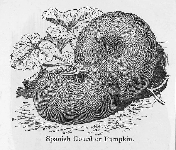 Pumpkin Spanish Gourd