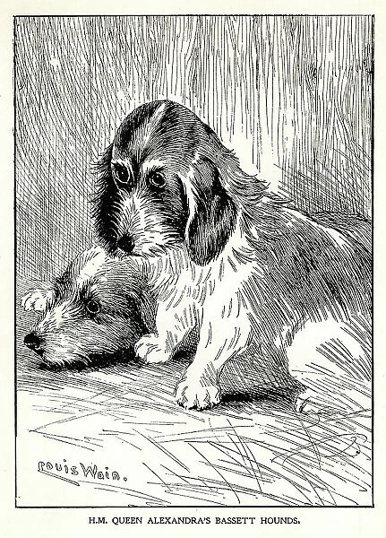 Queen Alexandra's Bassett hounds