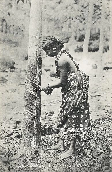Tapping a rubber tree - Ceylon