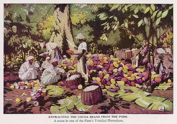 Trinidad Cocoa Harvest
