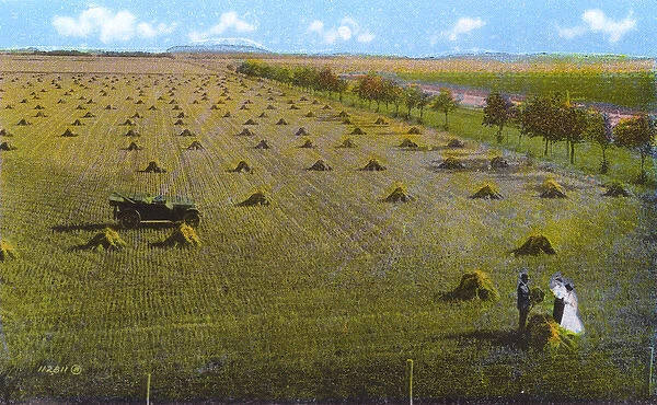 Western Canada - Wheat Field