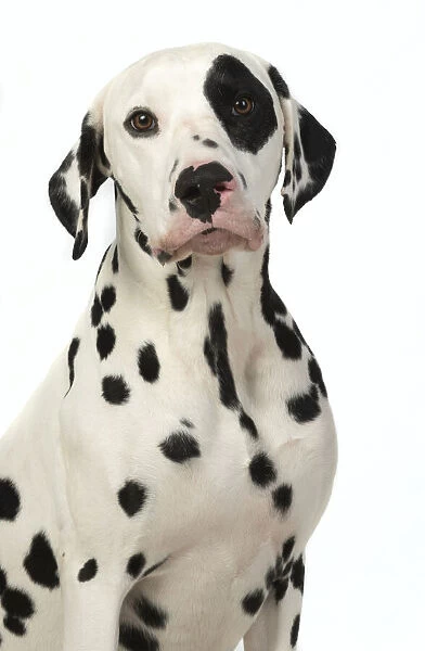 13131398. DOG. Dalmatian sitting, studio, white background Date