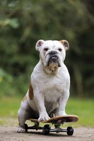 DOG. Bulldog on skateboard