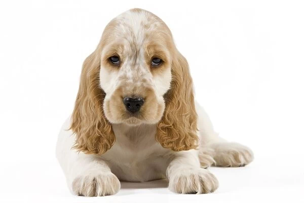 Dog - Cocker Spaniel puppy