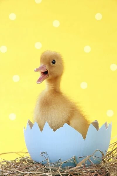 Duckling - in blue egg shell - easter - captionable - cute - yellow Digital Manipulation: added white spots