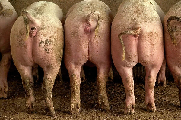 Large White Pigs – Rear view, showing curly tails