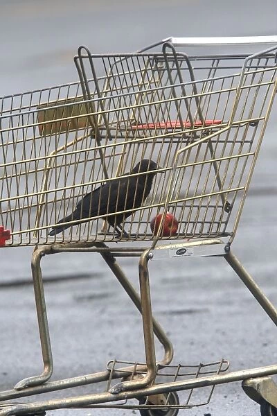 Northwestern Crow - eating apple in abandoned shopping trolly. MacNeill Port - British Colombia - Canada
