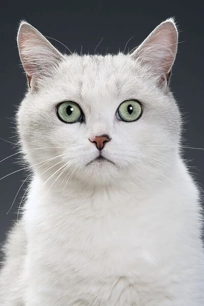 White Cat. LA-3177. White Cat. Jean Michel Labat