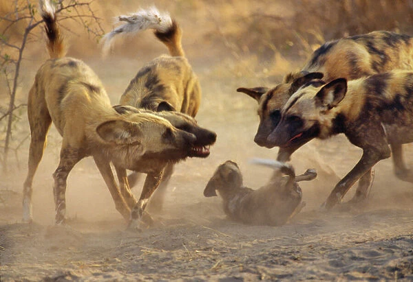Wild African Hunting Dogs - greet pups Botswana, Africa