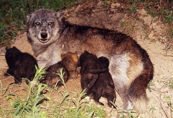 Wolf - Aplha Female nursing pups at den