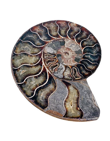 Ammonite. Polished sectioned ammonite fossil