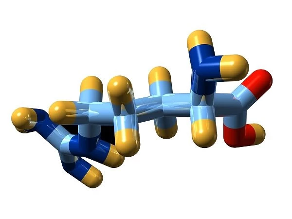 Arginine, molecular model
