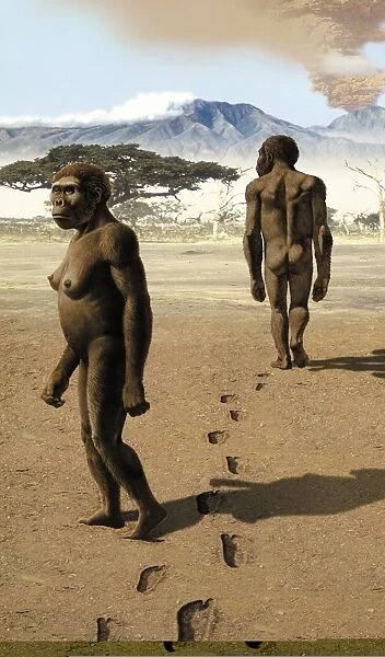 Australopithecus afarensis, artwork C013  /  9569