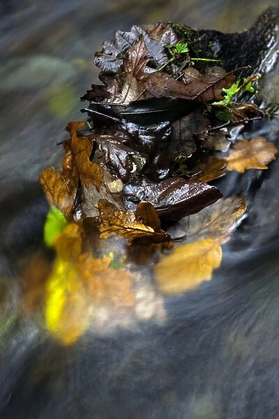 Autumn leaves in a stream