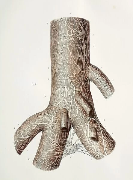 Basilar artery nerves, 1844 artwork