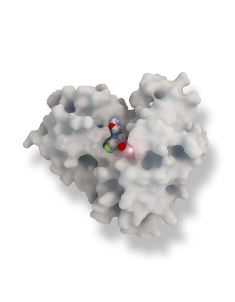Beta secretase enzyme, molecular model