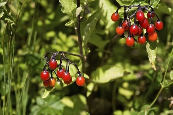Bittersweet berries (Solanum dulcamara)