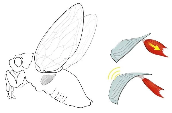 Cicada noise mechanism, diagram C018  /  0296