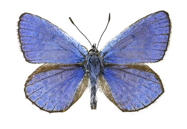 Eschers blue butterfly