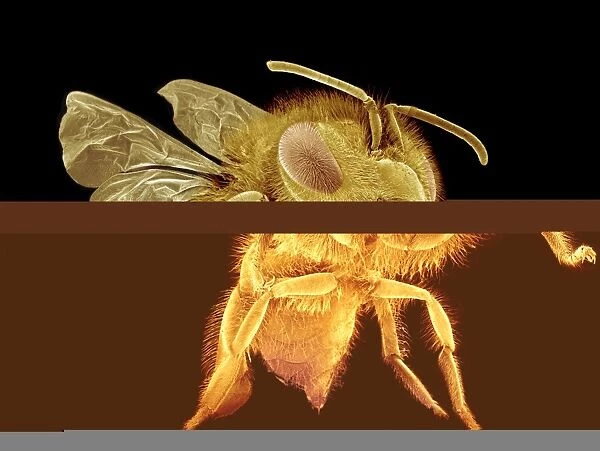 Honey bee, SEM