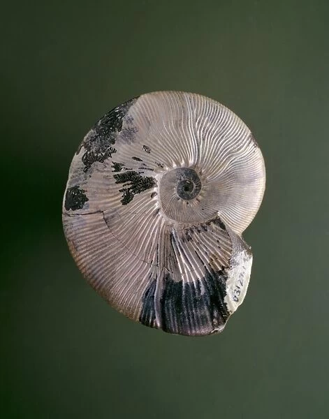 Maorites ammonite fossil C013  /  6619
