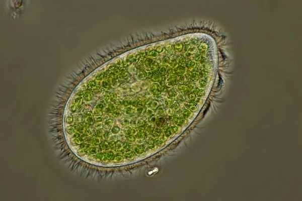 Paramecium bursaria protozoan C016  /  8579
