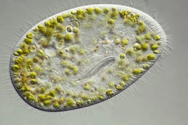 Paramecium protozoan, light micrograph