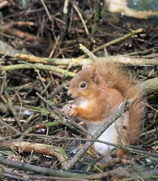 Red squirrel, Scotland, UK