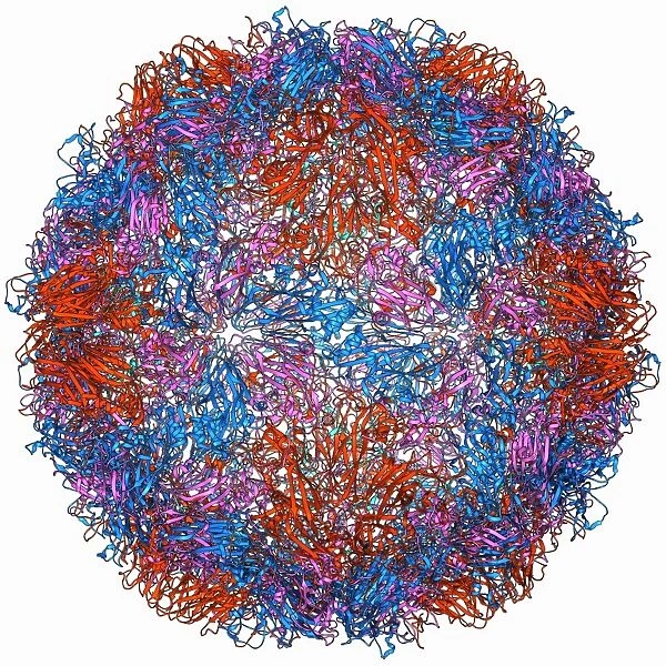 Rhinovirus capsid, molecular model F006  /  9737