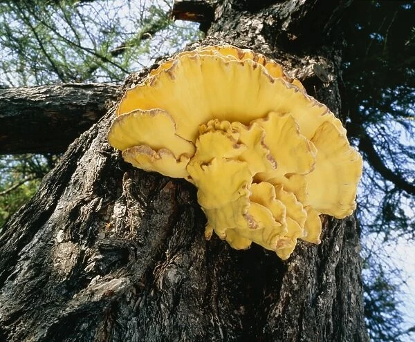 Sulphur polypore fungus on tree