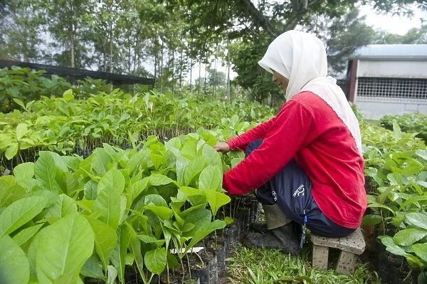 Teak planting, Malaysia C013  /  4607