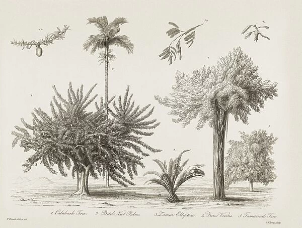 Tropical plants, 19th century C015  /  6089