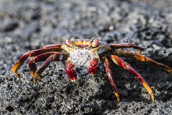 Adult Sally lightfoot crab (Grapsus grapsus), preparing to molt on Fernandina Island