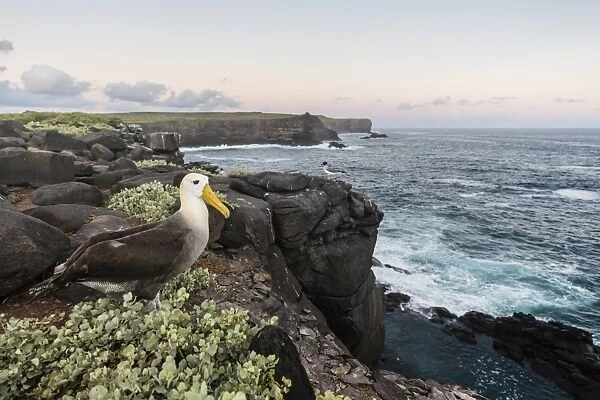 Adult waved albatross (Phoebastria irrorata), on Punta Suarez, Isla Espanola, Galapagos