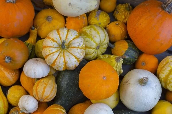 Assorted autumn vegetables, squashes and pumpkins, Derbyshire, England, United Kingdom