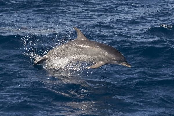 Atlantic spotted dolphin (Stenella frontalis) breaking from the sea in a low leap