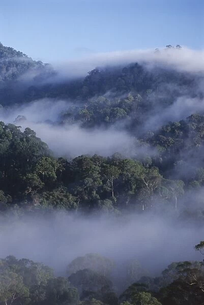 Dawn mists in virgin dipterocarp rainforest