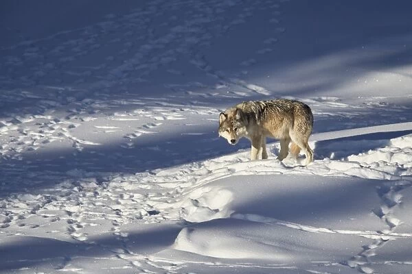 Gray wolf (Canis lupus) 870F of the Junction Butte Pack in the winter, Yellowstone National Park