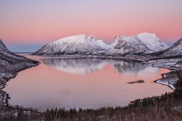 Pink sky at sunrise lights up the snowy peaks reflected in the cold sea, Bergsbotn