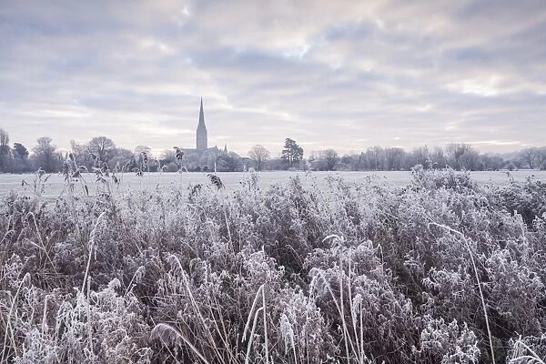 Salisbury Cathedral at dawn in winter, Salisbury, Wiltshire, England, United Kingdom