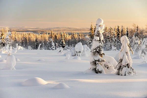 Snow covered winter landscape, Kuusamo, Finland, Europe