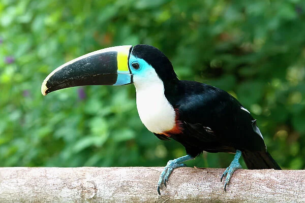 White-throated toucan (Ramphastos tucanus), Manu National Park cloud forest, Peru, South America